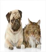 Pets Sitting Studio Shot