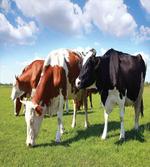 Cows Grazing on Pasture