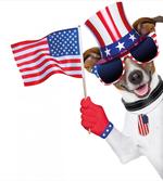Patriotic Pet Dog