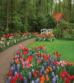 Spring Garden Forest