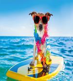 Dog in the Ocean