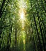 Summer Trees Upward View