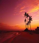 Hawaii Style Palm Trees