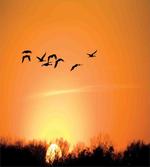 Migration Sunset Orange