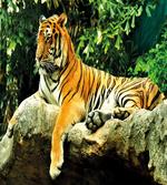 Big Cat Resting in Forest