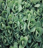 Macro Blooming Leaves