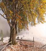 Snowy Nature Wintertime artwork