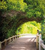 Nature Boardwalk Archway artwork