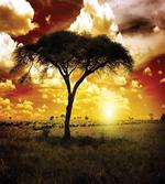 Sunset in Safari Animal