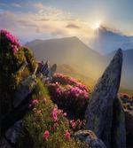 Sunrise Rhodonderons