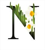 N Blooming Narcissus