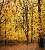 Autumn in Nature Theme