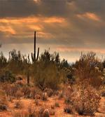 Dramatic Shady Desert