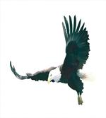 Huge Predator in Skies
