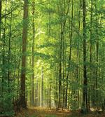 Foliage Forest Summer
