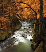 River with Rocks Forest Lush