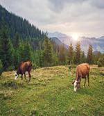 Cows Grazing in Meadow artwork