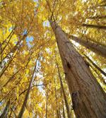 Aspen Trees in Forest