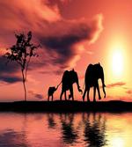 Safari Wild Animals