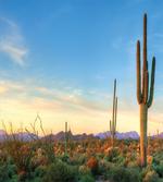 Sonoran Desert Sunset