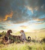 Dangerous Cheetahs in Africa