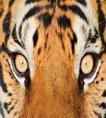 Tiger Eyes Wild artwork