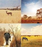 Wild Savannah Animal