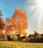 Maple Tree in Autumn