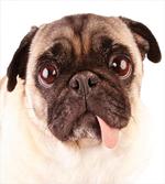 Upset Dog Sad Eyed Pet artwork