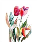 Watercolor Tulip Flowers