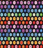 Colorful Daisy Blooms