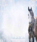 Grey Horse Snow Scenery