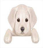 Puppy Hiding Paws