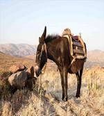 Greek Donkey in Mountains