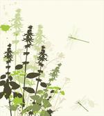 Wildflowers Grassland