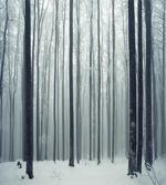 Foggy Mysterious Woods