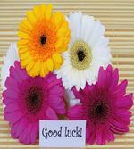 Luck Colorful
