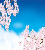 Tender Sakura and Sky