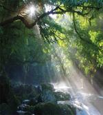 Jungle Sunlight Trees