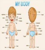 Parts of the Body