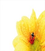 Ladybug artwork