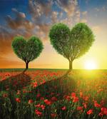 Poppies Heart Trees artwork