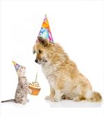 Cat and Dog Birthday