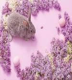Rabbit Lilac Blossom