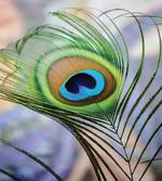Trees Birds and Feather
