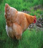 Chicken on Grass Farm Photo artwork