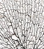 Cracked Branch Brown