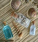 Nautical Shells on Sands