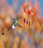 Racket Tail Lily Nectar