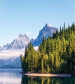 Forest with Misty Mountains
